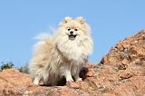 SPITZ ALLEMAND 333
